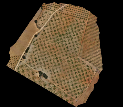 Ortofoto RGB de la parcela del vuelo multiespectral